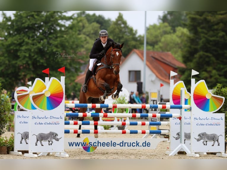 Sella Italiano Giumenta 15 Anni 170 cm Baio in Ehra-Lessien
