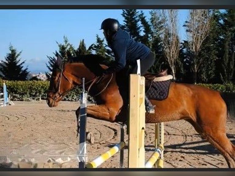 Sella Italiano Giumenta 16 Anni 161 cm Baio in CAMPOBASSO