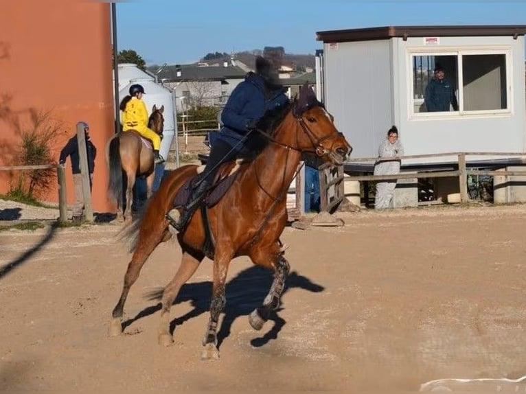 Sella Italiano Giumenta 16 Anni 161 cm Baio in CAMPOBASSO