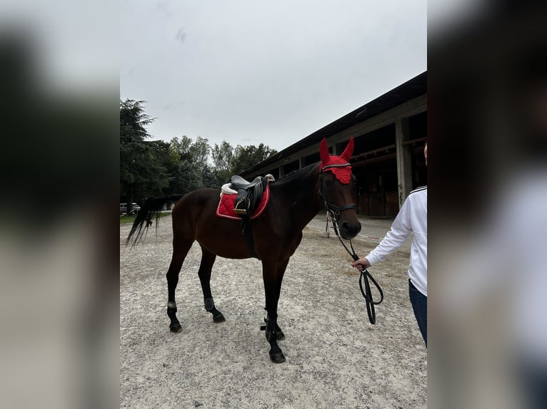 Sella Italiano Giumenta 18 Anni 160 cm Baio ciliegia in Novi Ligure