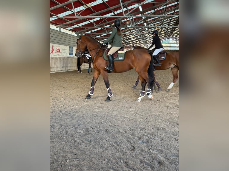 Sella Italiano Giumenta 18 Anni 180 cm Baio in Selvazzano Dentro