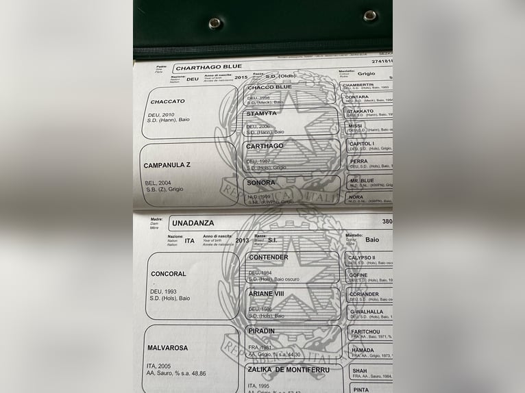 Sella Italiano Giumenta 2 Anni 165 cm Baio in Saronno