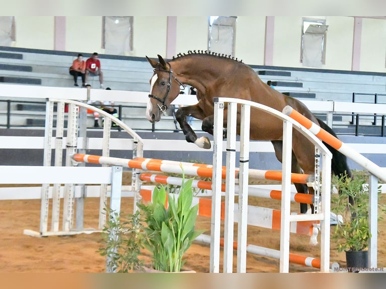 Sella Italiano Giumenta 3 Anni 170 cm Baio in Cagliari