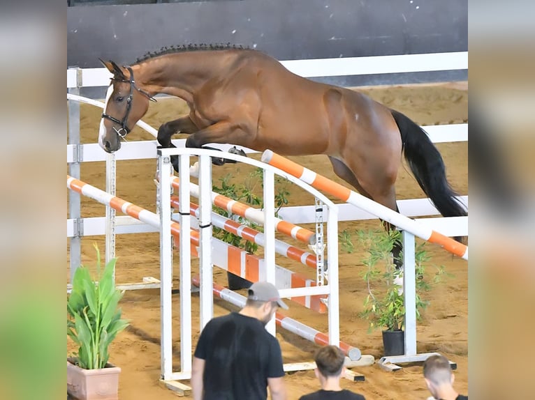 Sella Italiano Giumenta 3 Anni 170 cm Baio in Cagliari