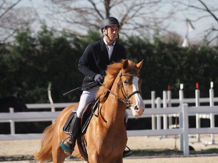 Sella Italiano Giumenta 4 Anni 162 cm Sauro in Sankt Christina