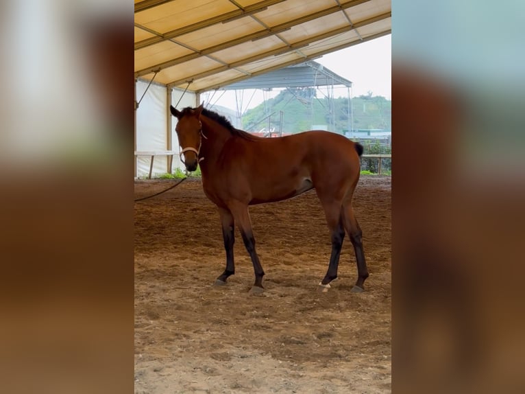 Sella Italiano Giumenta 4 Anni 166 cm Baio in Napoli