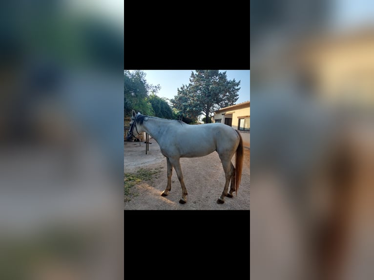 Sella Italiano Giumenta 4 Anni 166 cm Grigio in Alessano