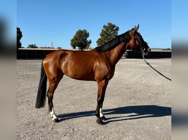 Sella Italiano Giumenta 4 Anni 168 cm Baio in Modena