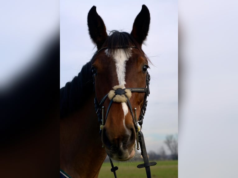 Sella Italiano Giumenta 4 Anni 168 cm Baio in Modena