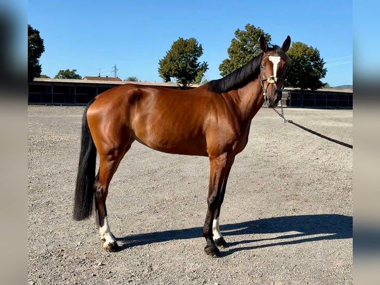 Sella Italiano Giumenta 4 Anni 168 cm Baio in Modena