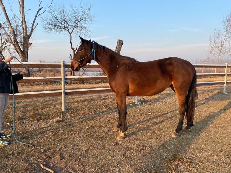 Sella Italiano Giumenta 4 Anni 168 cm Baio ciliegia in Verona