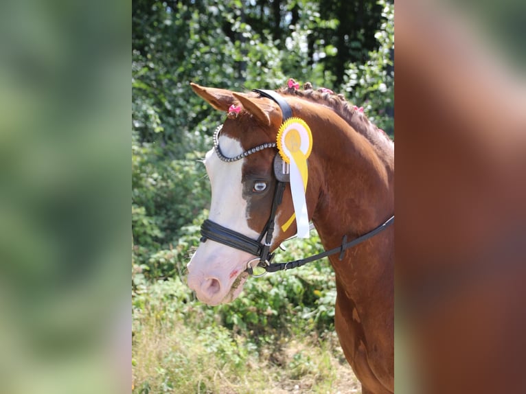 Sella Italiano Mix Giumenta 7 Anni 153 cm Sauro in Neustadt (Wied)