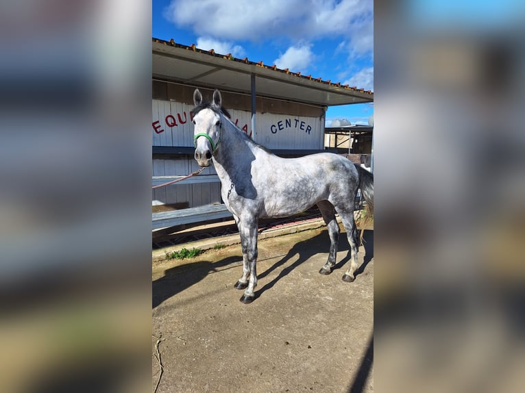 Sella Italiano Mix Giumenta 7 Anni 155 cm Grigio in Solarino