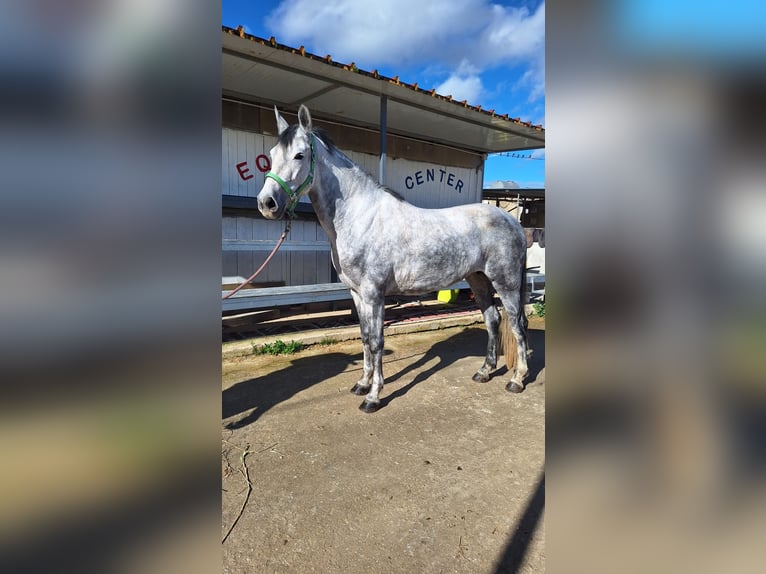 Sella Italiano Mix Giumenta 7 Anni 155 cm Grigio in Solarino