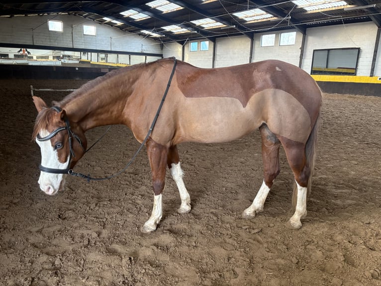 Sella Italiano Mix Giumenta 7 Anni 155 cm Sauro in Neustadt (Wied)