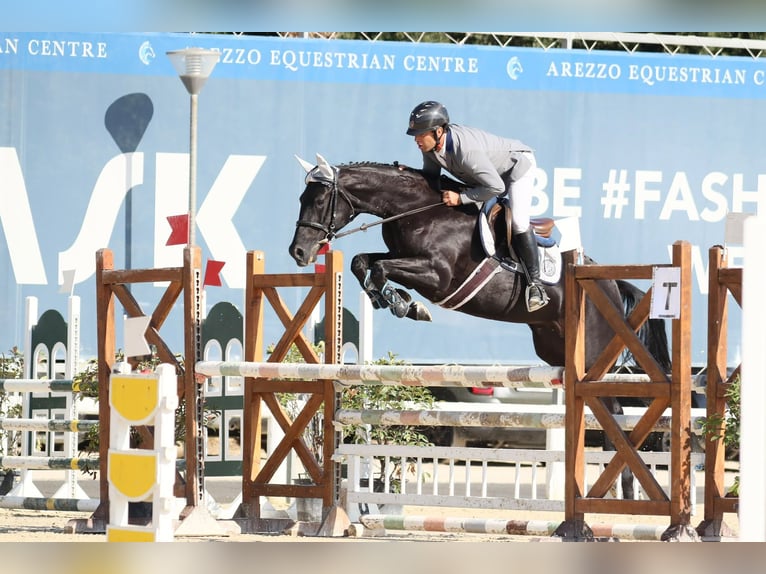 Sella Italiano Giumenta 7 Anni 165 cm Baio scuro in Cordovado