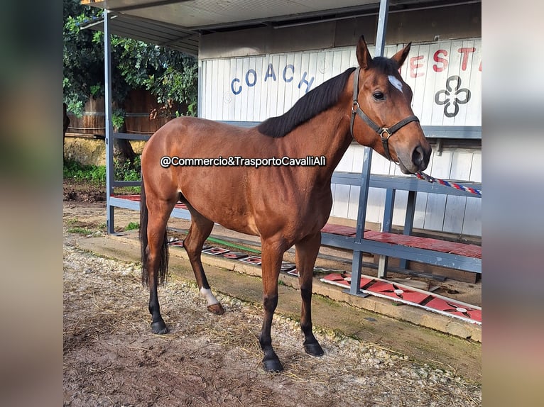 Sella Italiano Giumenta 8 Anni 157 cm Baio in Solarino