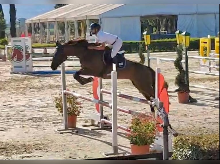 Sella Italiano Giumenta 8 Anni 175 cm Baio in Gubbio