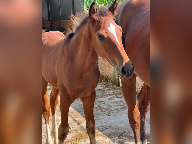 Sella Italiano Hengst 1 Jaar Bruin in Capriolo