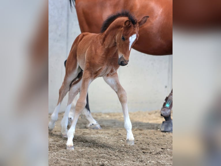 Sella Italiano Hengst 1 Jaar Bruin in Capriolo