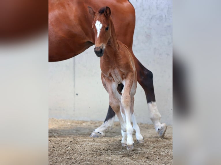 Sella Italiano Hengst 1 Jaar Bruin in Capriolo