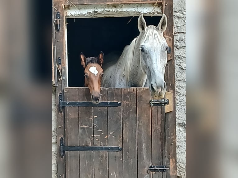 Sella Italiano Hengst 1 Jaar Lichtbruin in Tolmezzo