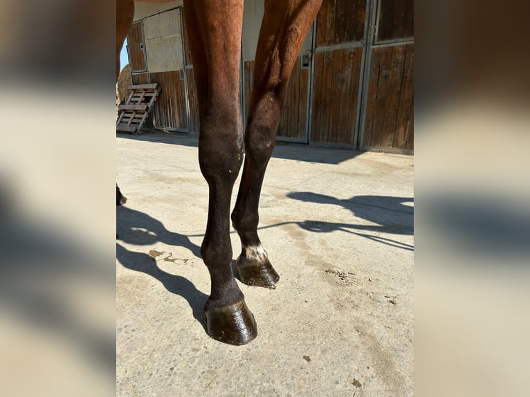 Sella Italiano Hengst 2 Jaar 154 cm Bruin in Kaulille