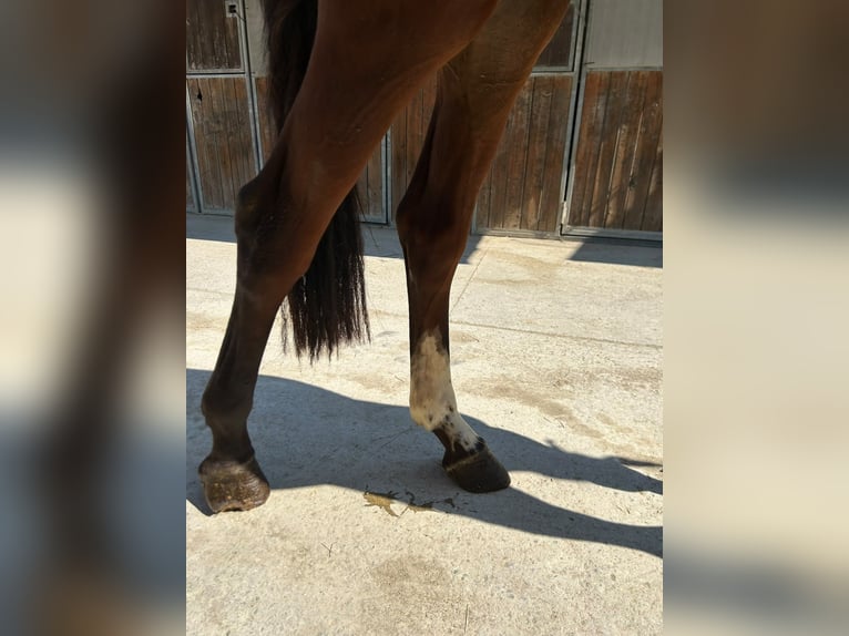 Sella Italiano Hengst 2 Jaar 154 cm Bruin in Kaulille