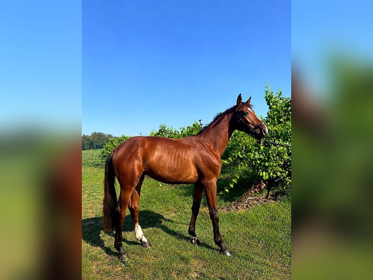 Sella Italiano Hengst 2 Jaar 154 cm Bruin in Kaulille