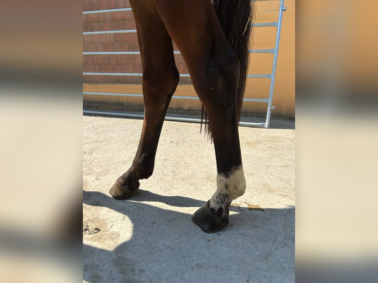 Sella Italiano Hengst 2 Jaar 154 cm Bruin in Kaulille
