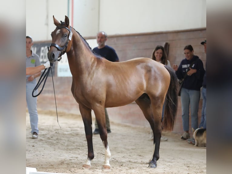 Sella Italiano Hengst 2 Jaar 165 cm Bruin in Villaguattera