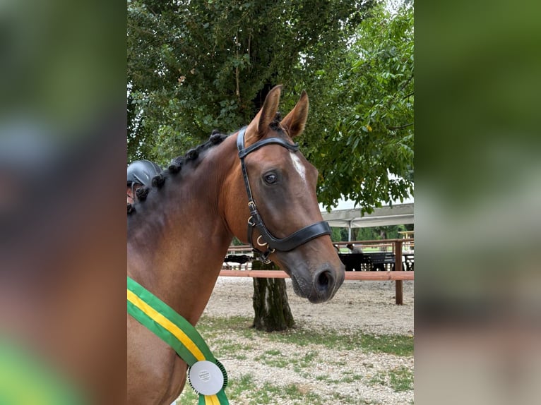 Sella Italiano Hengst 2 Jaar 165 cm Bruin in Villaguattera