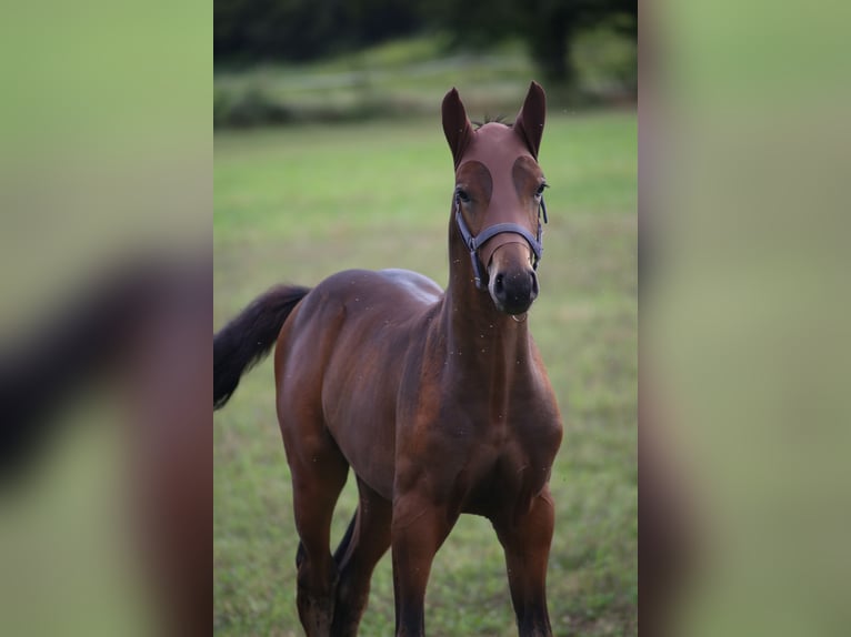 Sella Italiano Hengst 2 Jaar Donkerbruin in Fagnano Olona