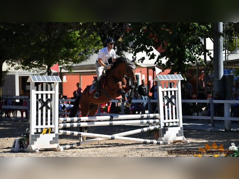 Sella Italiano Hengst 7 Jaar 170 cm Bruin in Rivolta D&#x27;Adda