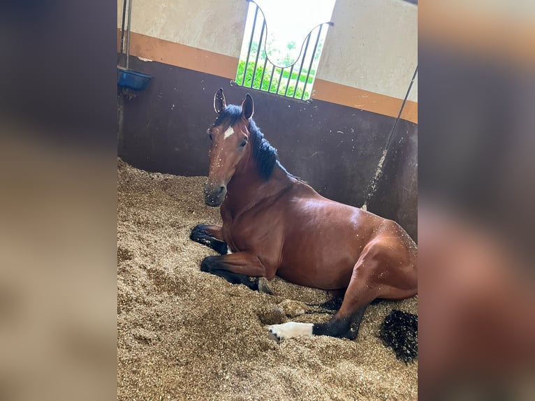 Sella Italiano Hengst 7 Jaar 170 cm Bruin in Rivolta D&#x27;Adda