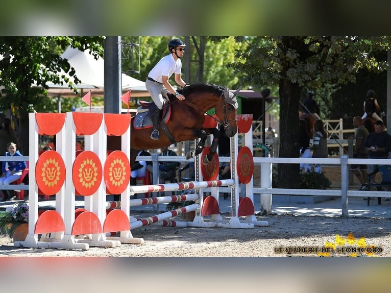 Sella Italiano Hengst 7 Jaar 170 cm Bruin in Rivolta D&#x27;Adda