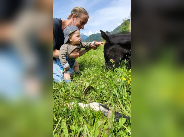 Sella Italiano Hengst veulen (05/2024) Bruin in Tolmezzo