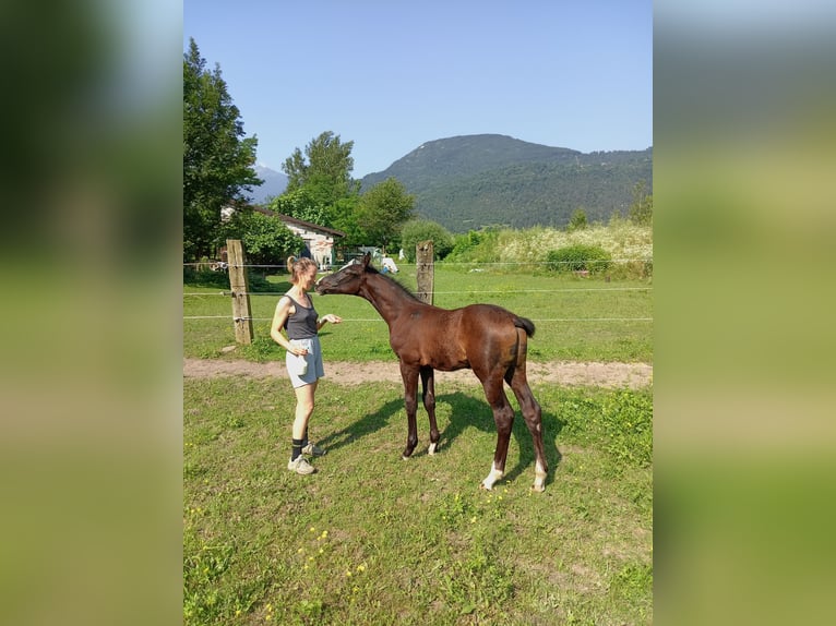 Sella Italiano Hengst veulen (05/2024) Bruin in Tolmezzo