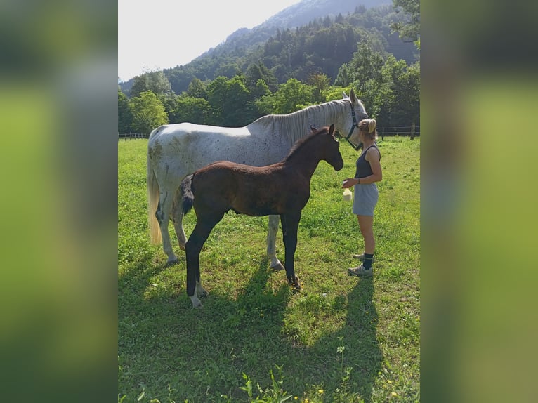 Sella Italiano Hingst Föl (05/2024) Brun in Tolmezzo