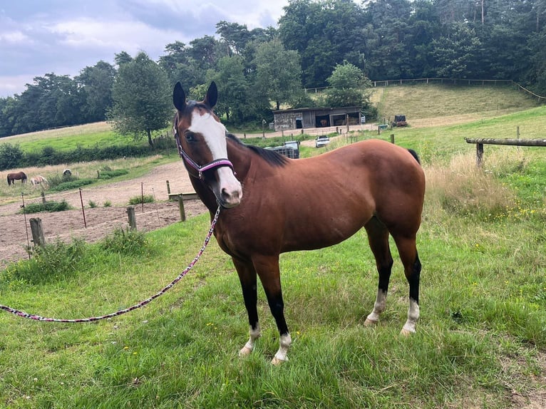 Sella Italiano Klacz 11 lat 160 cm Ciemnogniada in Hünxexe