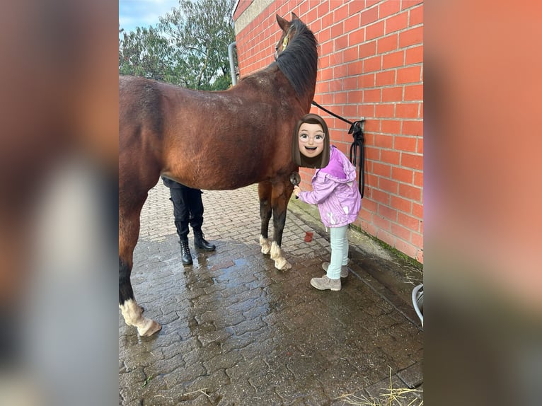 Sella Italiano Klacz 11 lat 160 cm Jasnogniada in HünxeHünxe