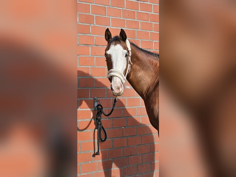 Sella Italiano Klacz 11 lat 160 cm Jasnogniada in HünxeHünxe