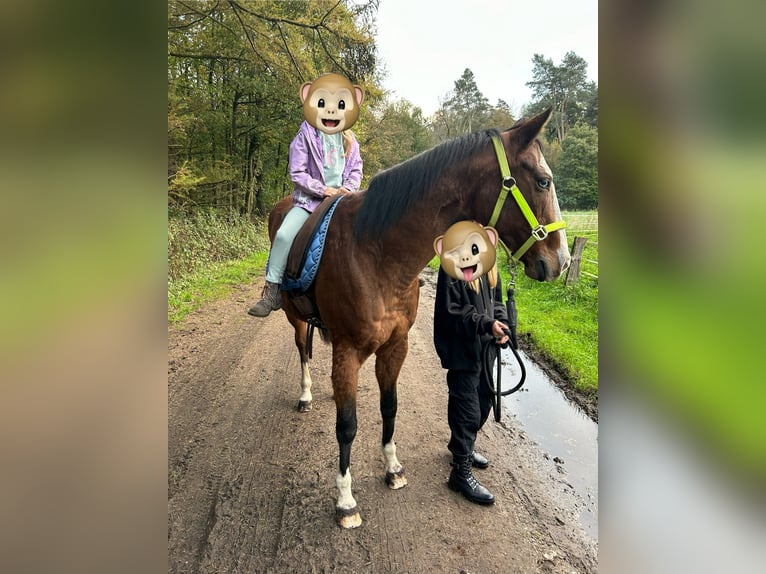 Sella Italiano Klacz 11 lat 160 cm Jasnogniada in HünxeHünxe