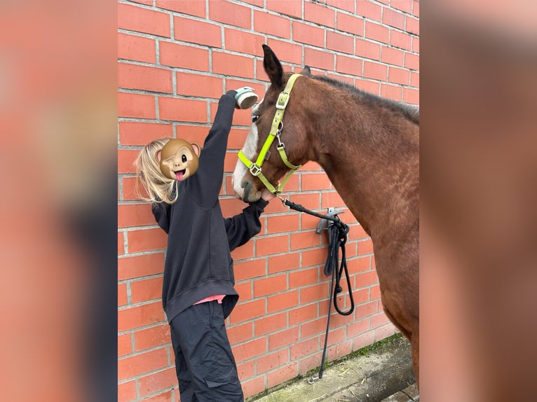 Sella Italiano Klacz 11 lat 160 cm Jasnogniada in HünxeHünxe