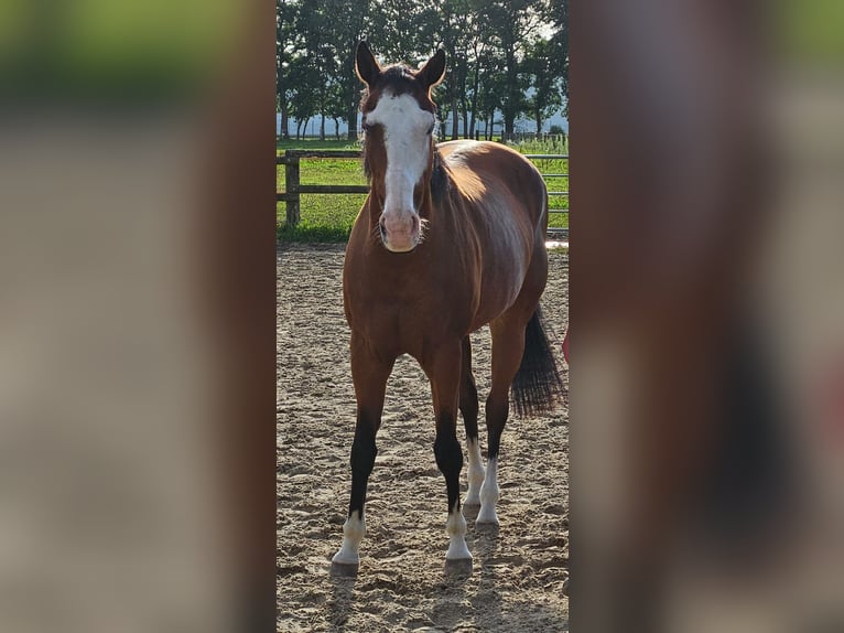 Sella Italiano Klacz 11 lat 160 cm Jasnogniada in HünxeHünxe