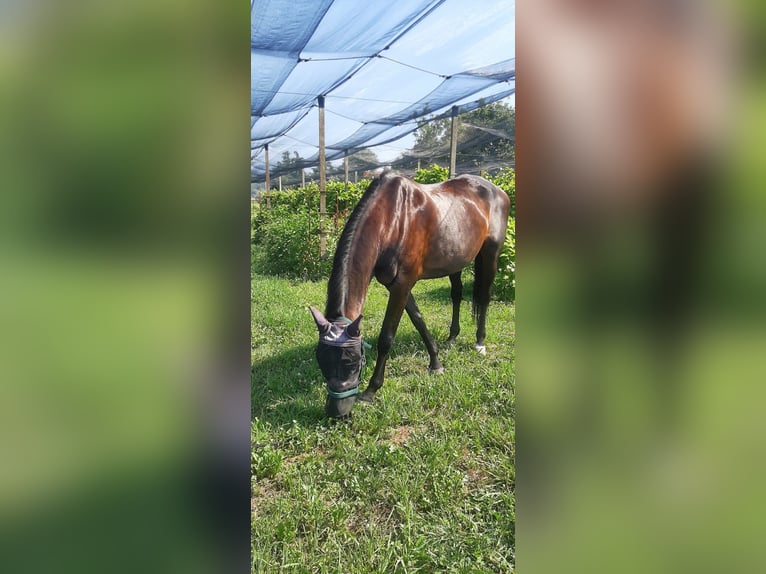 Sella Italiano Klacz 18 lat 175 cm Gniada in castelli calepio