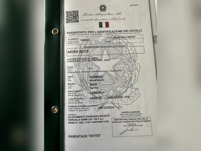 Sella Italiano Klacz 2 lat 165 cm Gniada in Saronno