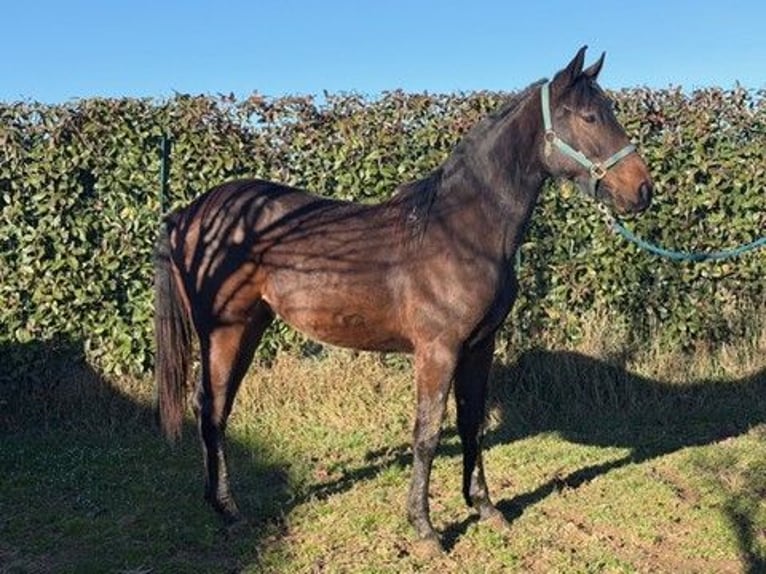 Sella Italiano Klacz 2 lat 167 cm Gniada in Saronno