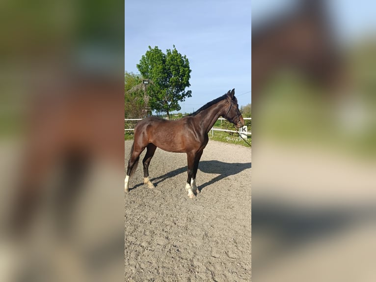 Sella Italiano Klacz 3 lat 165 cm Gniada in Ravenna