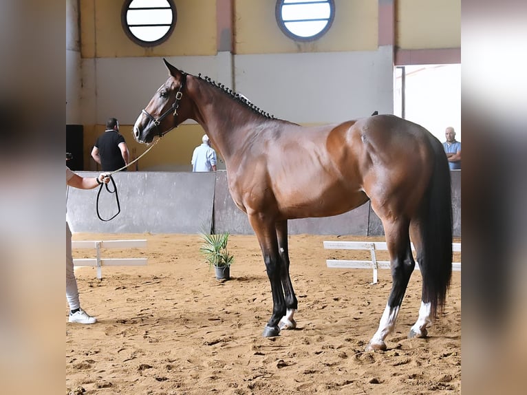 Sella Italiano Klacz 3 lat 170 cm Gniada in Cagliari